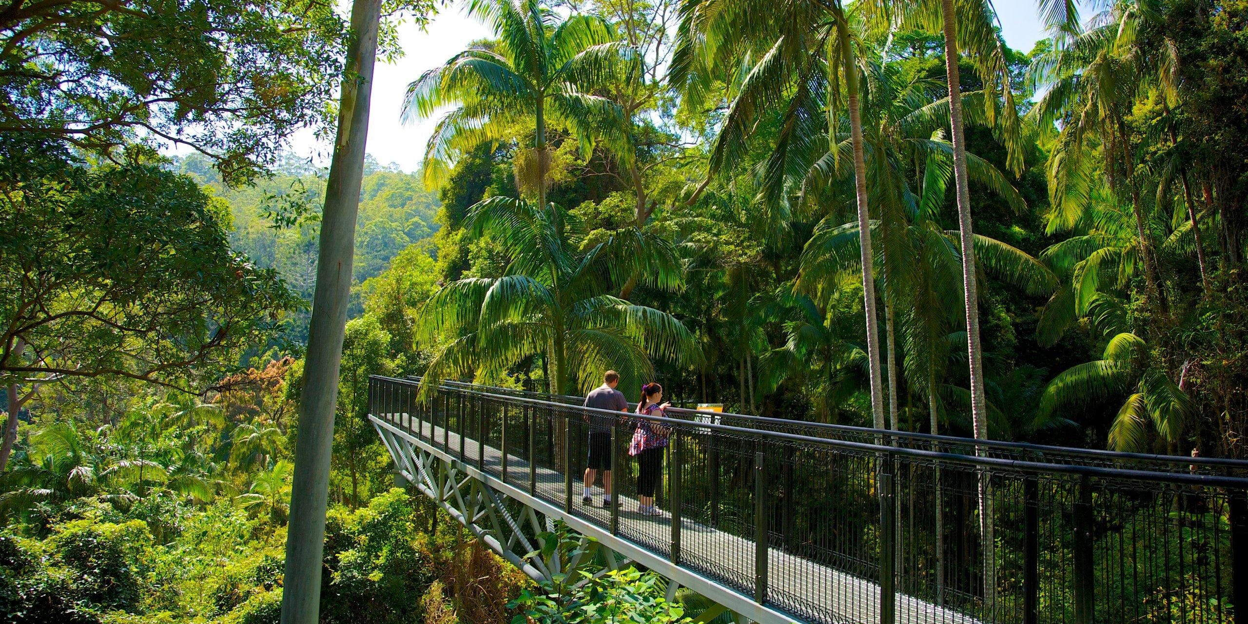 54620-Mount-Tamborine