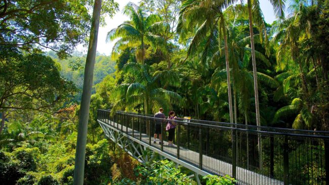 54620-Mount-Tamborine